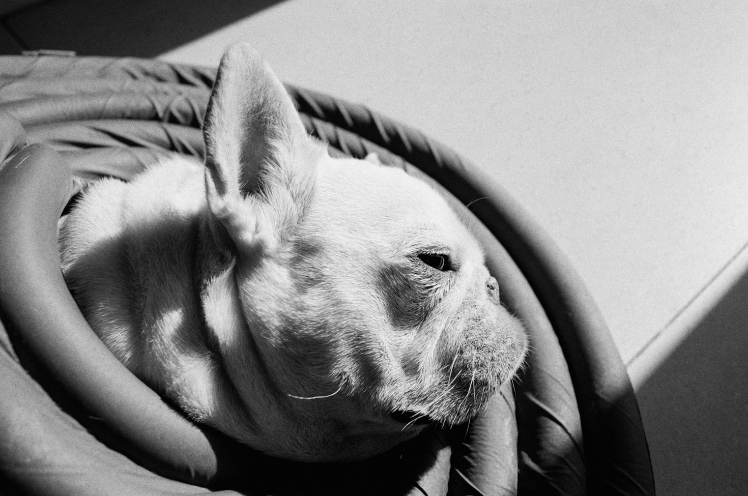 Comment LeWoofClub garantit la sécurité de votre chien