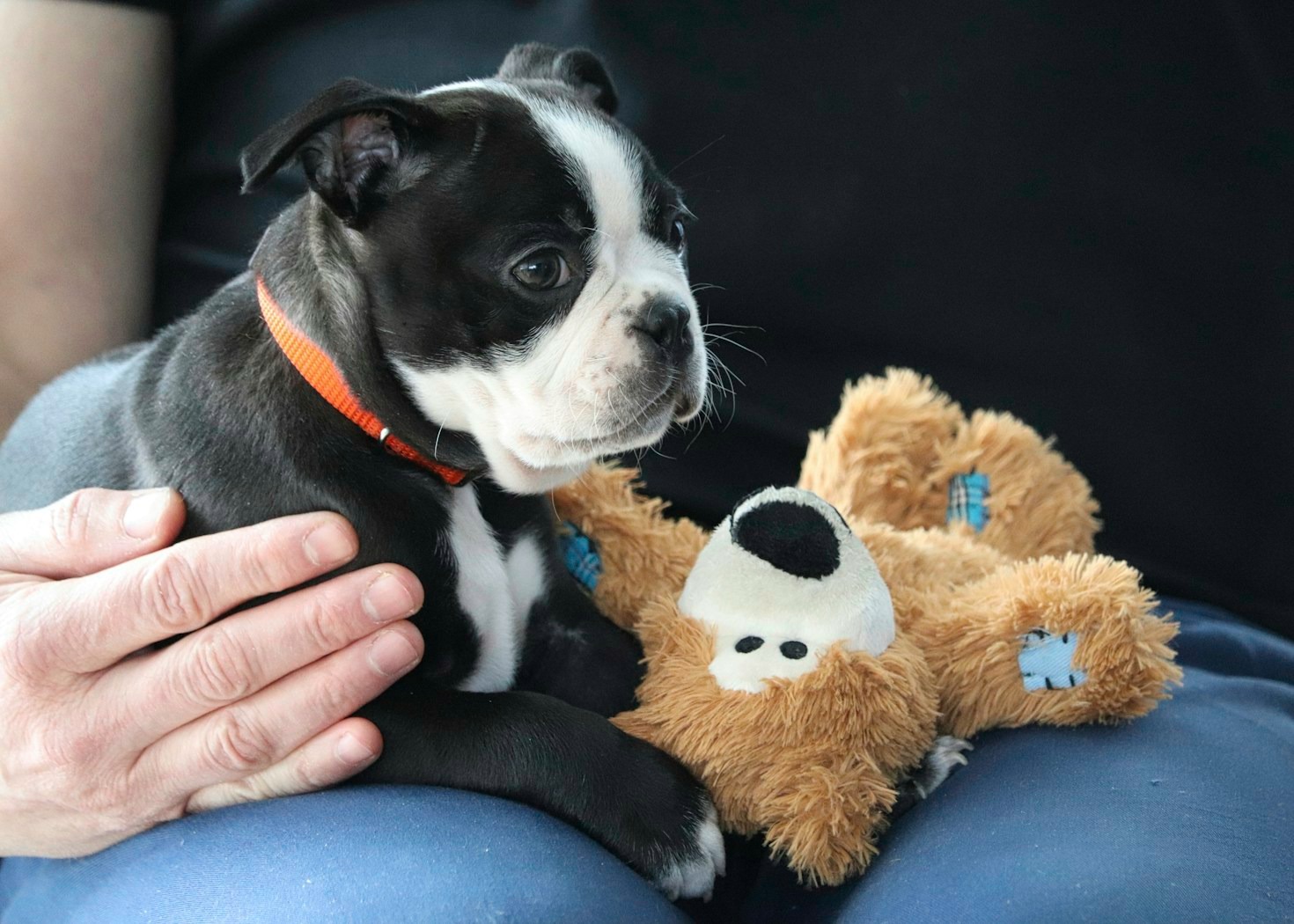 Les conditions d&rsquo;accueil idéales pour votre chien