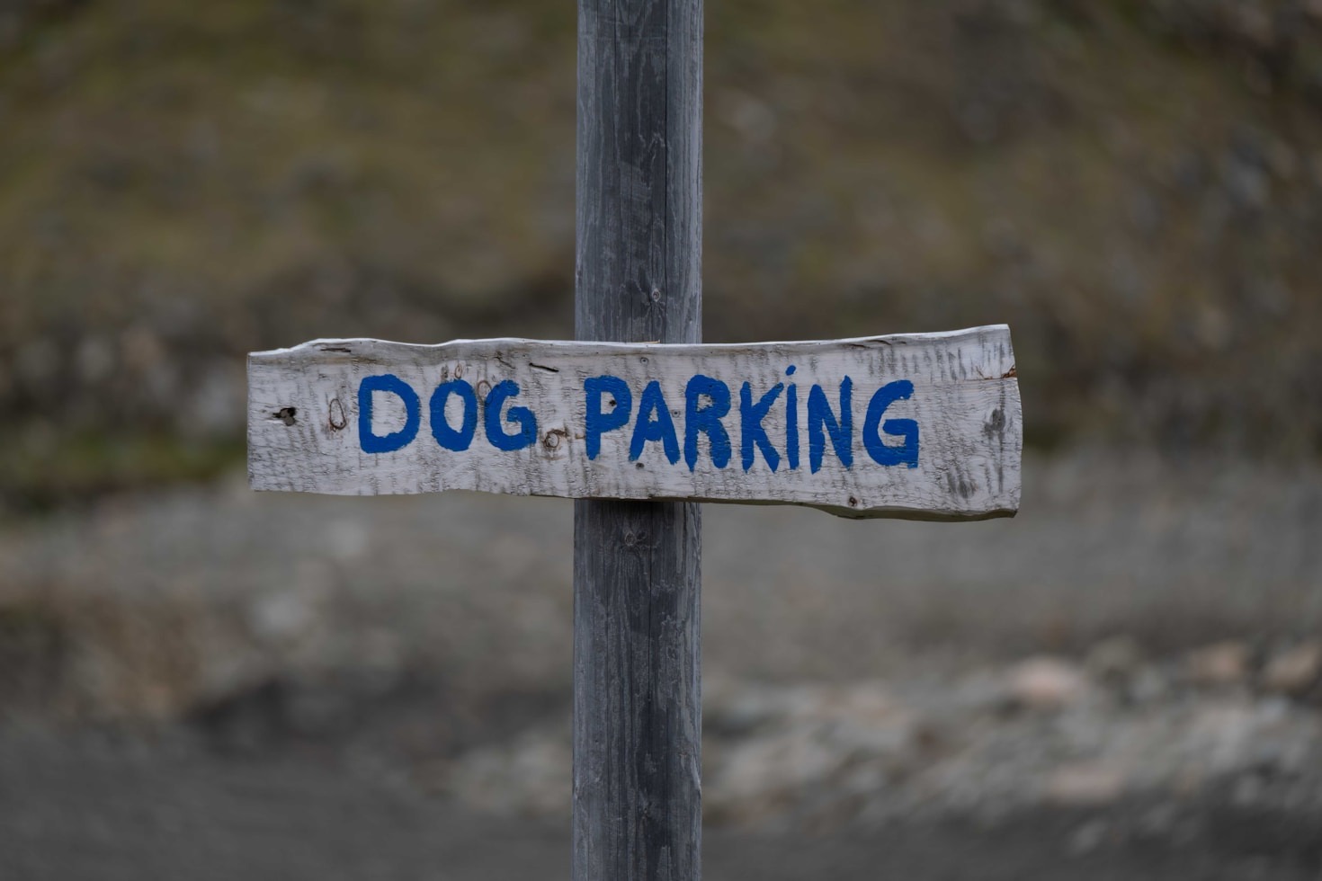Obligations sanitaires : le respect chez LeWoofClub