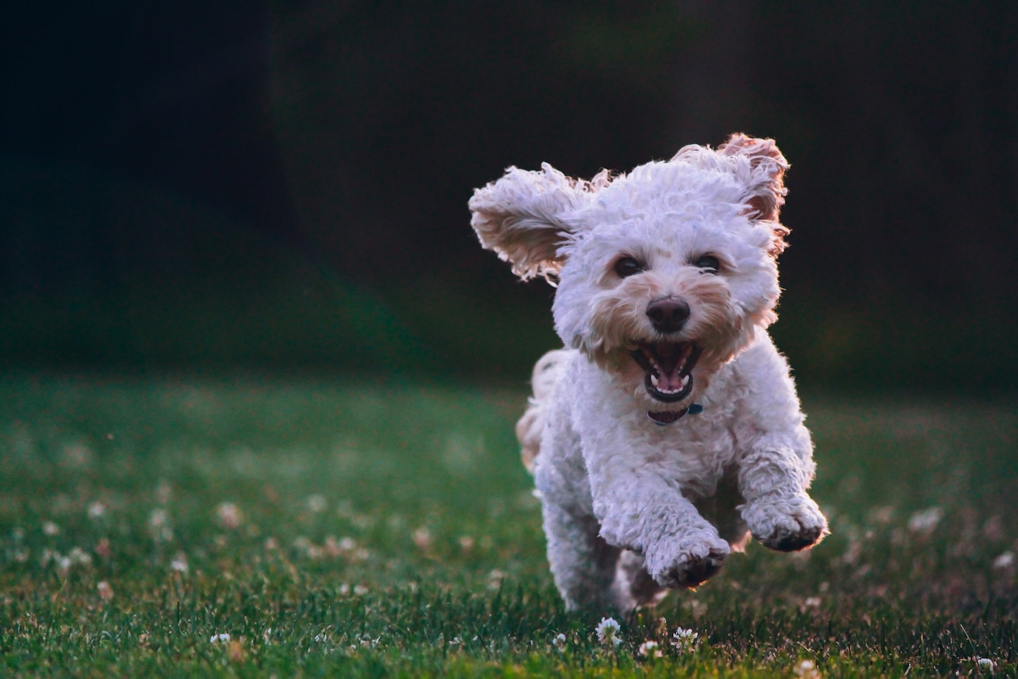Comprendre les tarifs et prestations de LeWoofClub